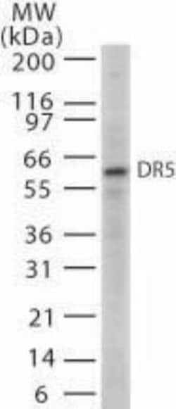 TRAILR2/TNFRSF10B Antibody - Azide Free, Novus Biologicals 0.1mg; Unlabeled:Antibodies,