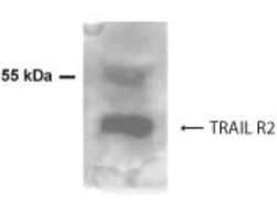 TRAILR2/TNFRSF10B Antibody, Novus Biologicals:Antibodies:Primary Antibodies