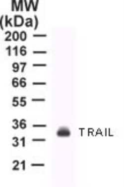 TRAIL/TNFSF10 Antibody (55B709.3) - BSA Free, Novus Biologicals:Antibodies:Primary
