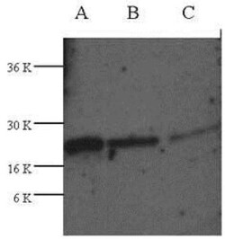 TRAIL/TNFSF10 Antibody, Novus Biologicals 1mL; Unlabeled:Antibodies, Polyclonal