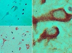 TRAM/TICAM2 Antibody, Novus Biologicals 0.1mg; Unlabeled:Antibodies, Polyclonal