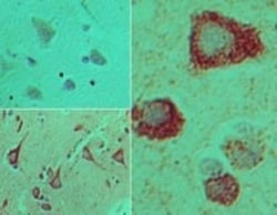 TRAM/TICAM2 Antibody, Novus Biologicals:Antibodies:Primary Antibodies