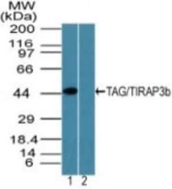 TRAM/TICAM2 Antibody, Novus Biologicals:Antibodies:Primary Antibodies