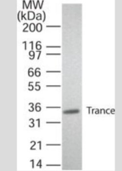 TRANCE/TNFSF11/RANK L Antibody (12A668) - BSA Free, Novus Biologicals:Antibodies:Primary
