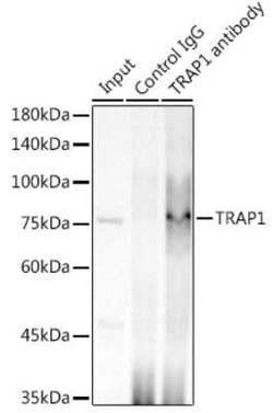 TRAP1 Rabbit anti-Human, Mouse, Clone: 1L8C1, Novus Biologicals 100 &mu;g;