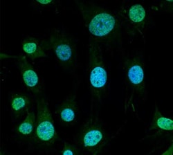 TRAP1 Antibody (3H4-2H6), Novus Biologicals 100&mu;g; Unlabeled:Antibodies,