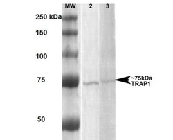 TRAP1 Antibody (3H4-2H6), Novus Biologicals 100&mu;g; Unlabeled:Antibodies,