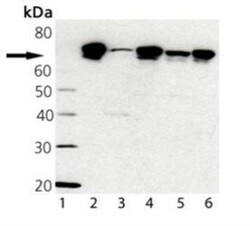 TRAP1 Antibody (9B6), Novus Biologicals 0.025 mg; Unconjugated:Antibodies,