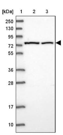 TRAP1 Antibody, Novus Biologicals 25 &mu;L; Unlabeled:Antibodies, Polyclonal