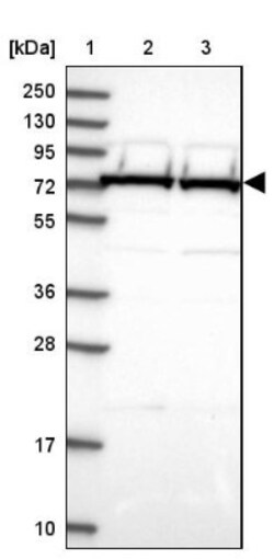 TRAP1 Antibody, Novus Biologicals 0.1mL; Unlabeled:Antibodies, Polyclonal