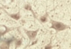 TRAPPC1 Antibody - Azide and BSA Free, Novus Biologicals 0.5 mg; Unconjugated:Antibodies,