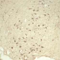 TRAPPC1 Antibody - Azide and BSA Free, Novus Biologicals 0.5 mg; Unconjugated:Antibodies,
