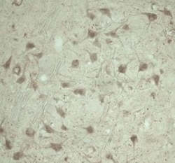 TRAPPC1 Antibody - Azide and BSA Free, Novus Biologicals 0.5 mg; Unconjugated:Antibodies,