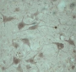 TRAPPC1 Antibody - Azide and BSA Free, Novus Biologicals 0.5 mg; Unconjugated:Antibodies,