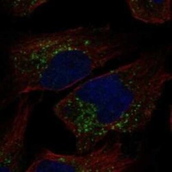 TRAPPC3L Rabbit anti-Human, Polyclonal, Novus Biologicals 25 &mu;g | Buy Online | Novus Biologicals | Fisher Scientific