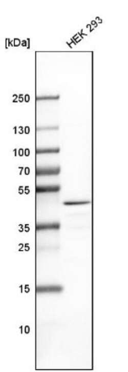 TRBP Antibody, Novus Biologicals:Antibodies:Primary Antibodies