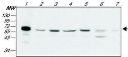 TRF-1 Antibody (TRF-78) - BSA Free, Novus Biologicals 0.025 mL | Buy Online | Novus Biologicals | Fisher Scientific