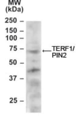 TRF-1 Antibody, Novus Biologicals 0.1mg; Unlabeled:Antibodies, Polyclonal