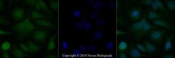TRF-2 Antibody (4A794.15) - BSA Free, Novus Biologicals:Antibodies:Primary