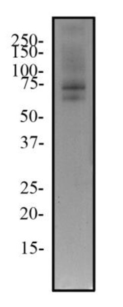 TRF-2 Antibody (4A794.15) - BSA Free, Novus Biologicals:Antibodies:Primary
