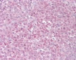 TRF-2 Antibody, Novus Biologicals™