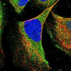 UCH-L3 Antibody, Novus Biologicals:Antibodies:Primary Antibodies
