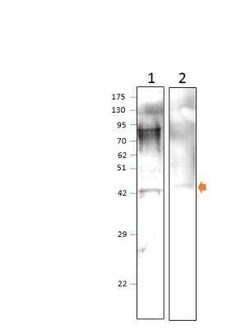 TRIF/TICAM1 Antibody, Novus Biologicals 100 &mu;g; Unconjugated:Antibodies,