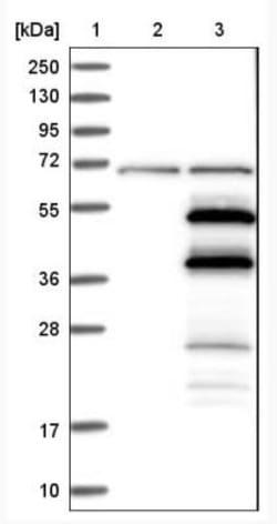 TRIM13 Antibody, Novus Biologicals:Antibodies:Primary Antibodies