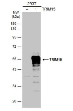 TRIM15 Antibody, Novus Biologicals 0.1mL; Unlabeled:Antibodies, Polyclonal
