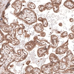 TRIM21/SSA1 Antibody, Novus Biologicals 25 &mu;L; Unlabeled:Antibodies,