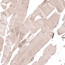 TRIM21/SSA1 Antibody, Novus Biologicals 25 &mu;L; Unlabeled:Antibodies,