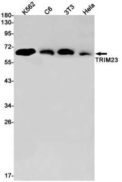 TRIM23 Rabbit anti-Human, Mouse, Rat, Clone: S09-4K7, Novus Biologicals 100 &mu;g | Buy Online | Bio-Techne | Fisher Scientific