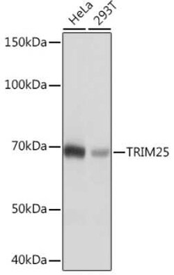TRIM25 Rabbit anti-Human, Clone: 4Q0D2, Novus Biologicals 20 &mu;g; Unconjugated:Antibodies,