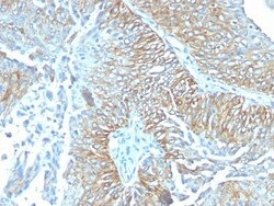 TRIM29 Antibody (TRIM29/1041), Novus Biologicals 0.2mg; Unlabeled:Antibodies,