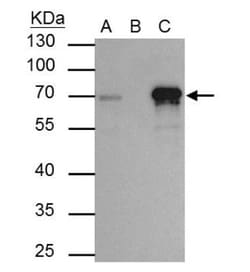 TRIM29 Antibody, Novus Biologicals 0.1mL; Unlabeled:Antibodies, Polyclonal