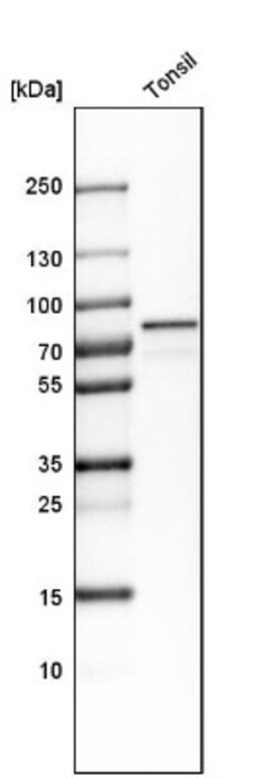 TRIM29 Antibody, Novus Biologicals 25 &mu;L | Buy Online | Novus Biologicals | Fisher Scientific