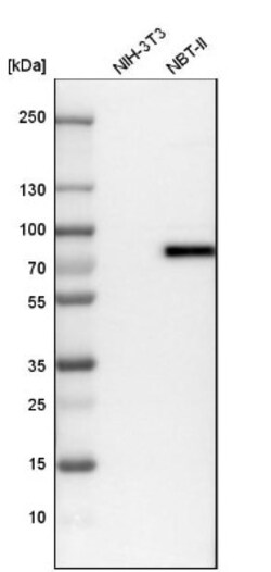 TRIM29 Antibody, Novus Biologicals 25 &mu;L | Buy Online | Novus Biologicals | Fisher Scientific