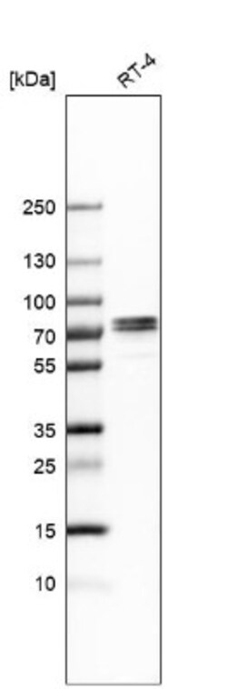 TRIM29 Antibody, Novus Biologicals 25 &mu;L | Buy Online | Novus Biologicals | Fisher Scientific