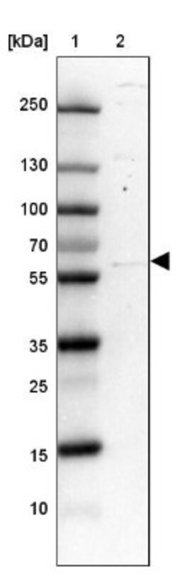 TRIM35 Antibody, Novus Biologicals:Antibodies:Primary Antibodies