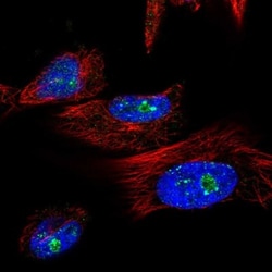 TRIM41 Antibody, Novus Biologicals 0.1mL; Unlabeled:Antibodies, Polyclonal