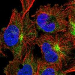 TRIM46 Antibody, Novus Biologicals:Antibodies:Primary Antibodies
