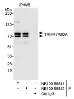 TRIM47 Antibody, Novus Biologicals 0.1mg; Unlabeled:Antibodies, Polyclonal