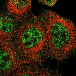 TRIM65 Antibody, Novus Biologicals:Antibodies:Primary Antibodies