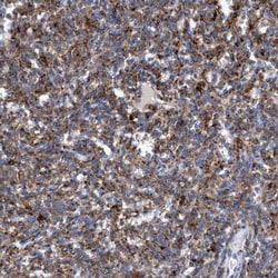 EEN Antibody, Novus Biologicals:Antibodies:Primary Antibodies
