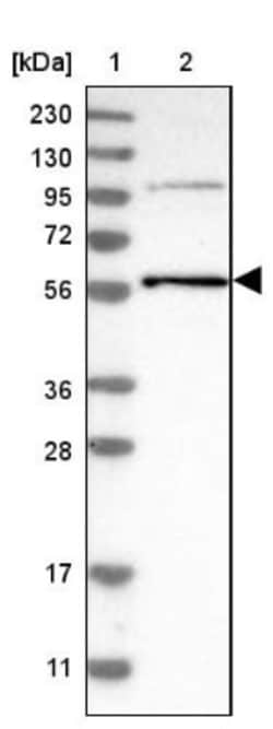 TRIM65 Antibody, Novus Biologicals:Antibodies:Primary Antibodies