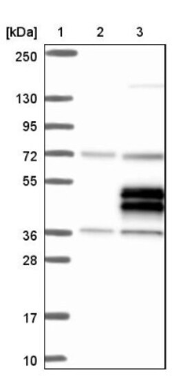 TRIML2 Antibody, Novus Biologicals 0.1 mL | Buy Online | Novus Biologicals | Fisher Scientific