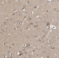 TRIO Antibody, Novus Biologicals:Antibodies:Primary Antibodies