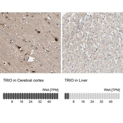 TRIO Antibody, Novus Biologicals:Antibodies:Primary Antibodies