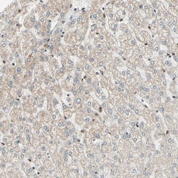 TRIO Antibody, Novus Biologicals:Antibodies:Primary Antibodies