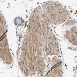 TRIO Antibody, Novus Biologicals:Antibodies:Primary Antibodies